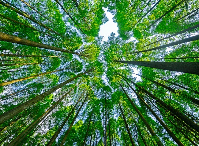 Chongqing Announces Action Plan to Pilot Collective Forest Rights Reform