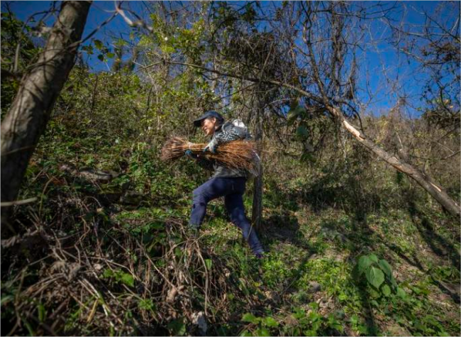 Forest of Endangered Trees Found in SW China