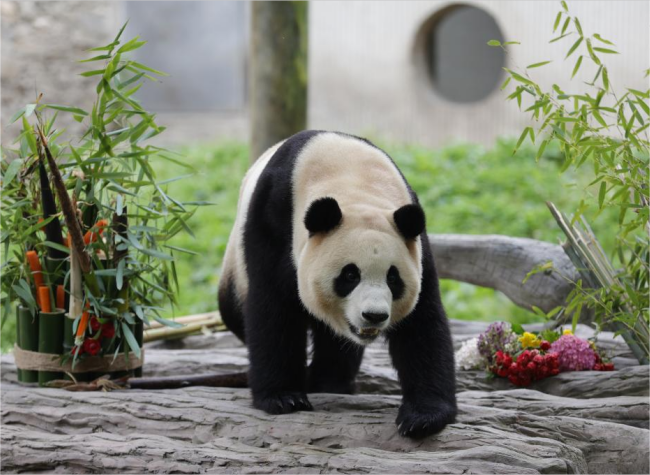 Beloved Giant Panda Fu Bao Meets the Public in China