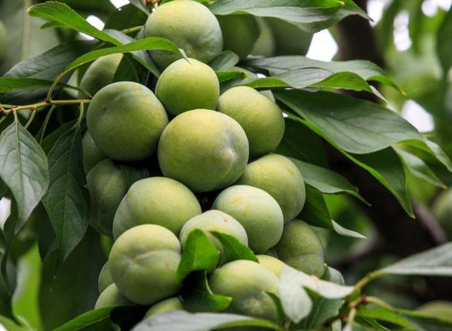 Wushan Crisp Plums: Revolutionizing Agriculture with Technology, Global Reach