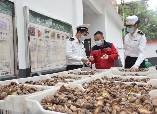 Chongqing's Northernmost Township Expands Edible Fungi Export to Southeast Asia and East Asia