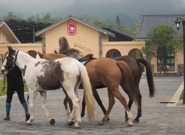 World-renowned Women's Polo Players Gather in Wulong Fairy Mountain