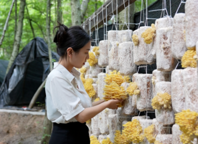 Morchella Paves the Way to Sustainable Prosperity in Southwest China's Hufeng Mountain