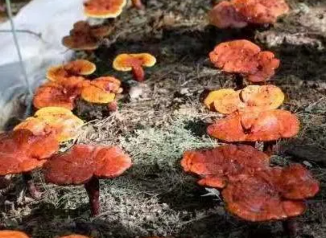 Chongqing's Ganoderma Spore Powder Lands Two-Million-Yuan Order from Singapore