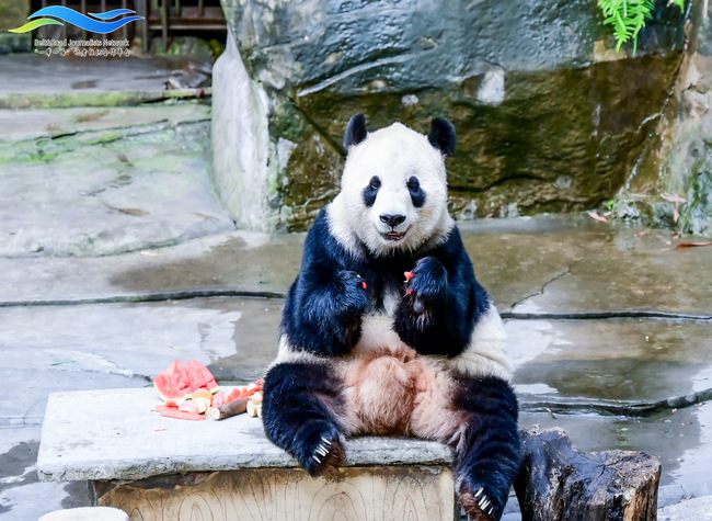 Int'l Journalist Wonders Why Pandas Eat Constantly | Media Tours