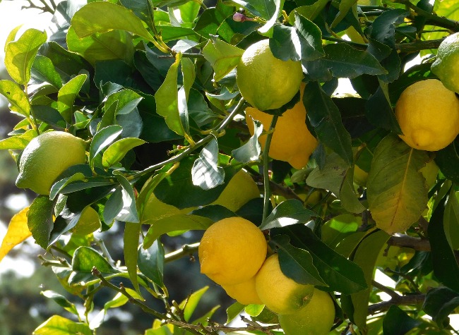 ILSTC Enhances Local Lemon Exports to Support Mixue's Global Demand ...