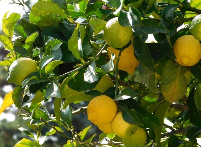 ILSTC Enhances Local Lemon Exports to Support Mixue's Global Demand