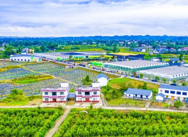 Chongqing's Tongnan Designated as 'China's Ecological Lemon Capital'