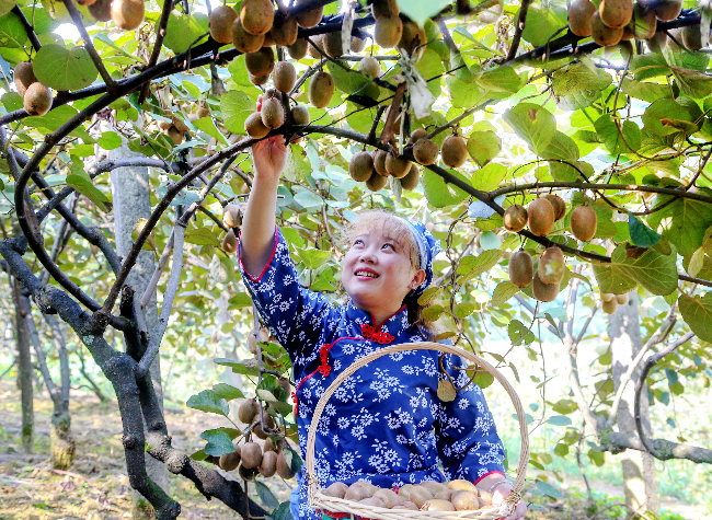 Chongqing's Summer Heat Dries 66.8% of Soil, Agricultural Insurance Offers Relief