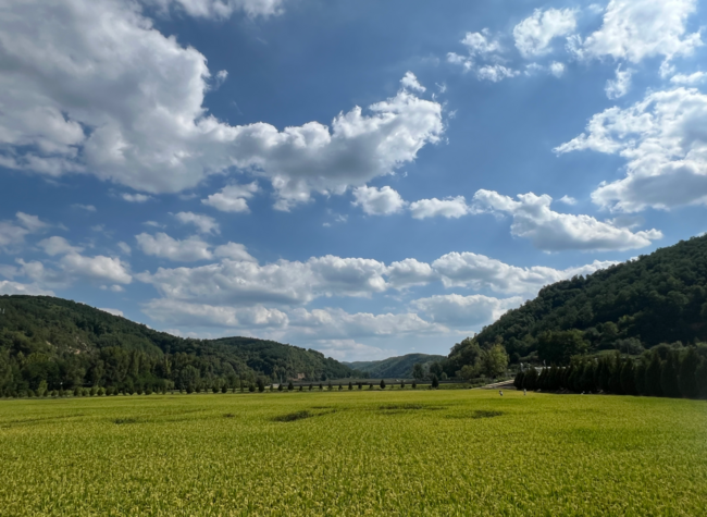 Self-Reliance, Hard Work Legacy:Thousand-Mu Rice Fields Boost Agriculture, Tourism