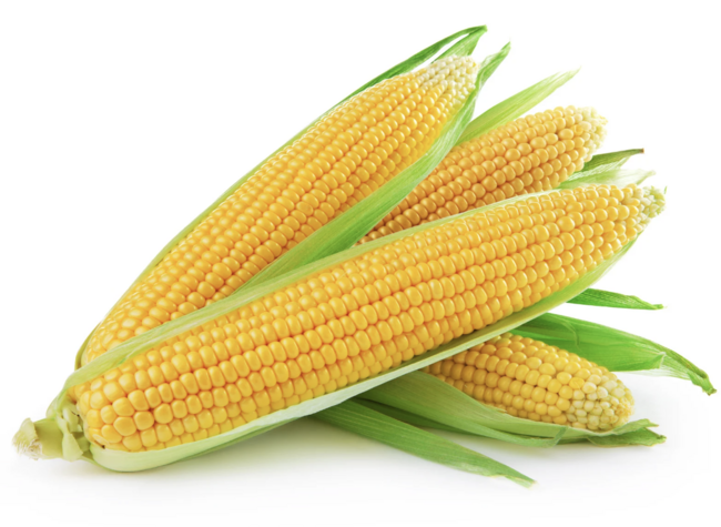 Chongqing Academy's Corn Breakthrough Provides Key Guidance for Climate-Impacted Regions | Insights