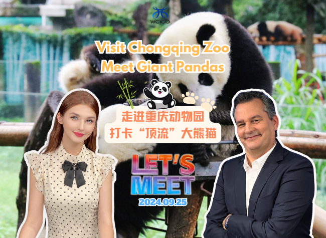 Visit Chongqing Zoo, Meet Giant Pandas| Let's Meet ㊵