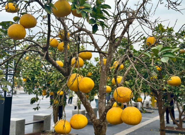 7th Yangtze Three Gorges (Liangping) Int'l Pomelo Expo to Foster Global Exchange