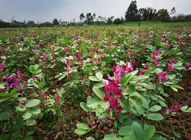 Revolutionizing Agriculture with Dual-purpose Crops Bridging Food, Beauty | Insights