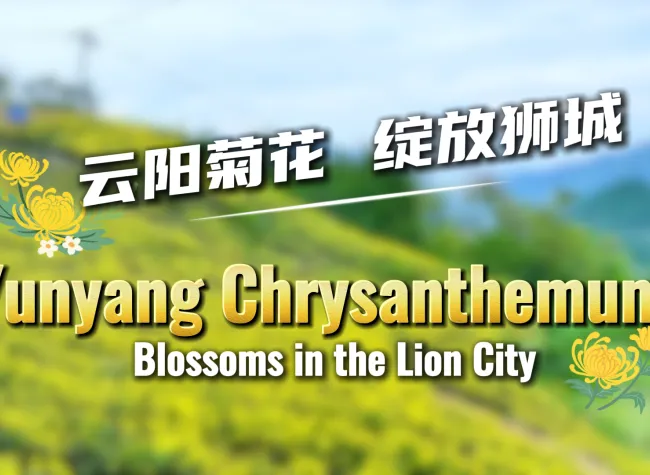 Yunyang Chrysanthemums Blossom in the Lion City | Let's Meet