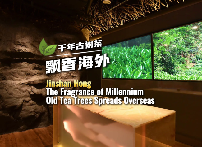 Jinshan Hong: The Fragrance of Old Tree Tea Spreads Overseas | Let's Meet