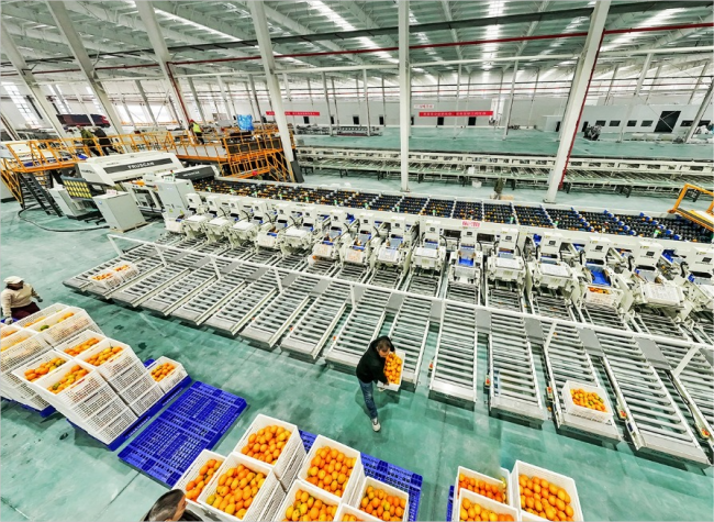 Asia's Largest Citrus Sorting Facility Opens in Chongqing's Zhongxian County