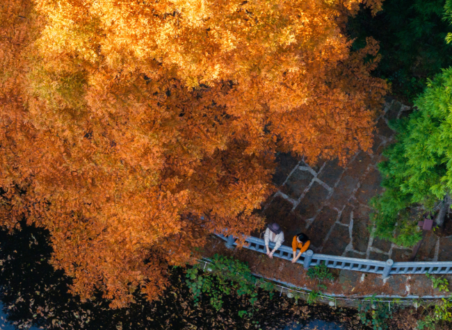 Visual Chongqing | Weekly City Views on Nov. 11-27, 2024