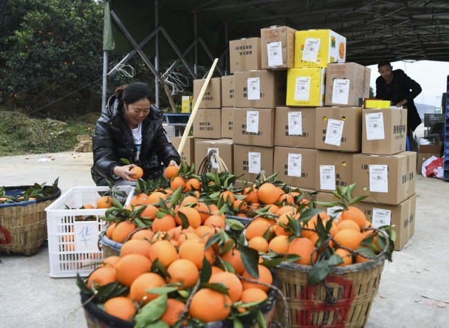 Citrus Exports from Three Gorges Reservoir Area See 30-Fold Growth over the Past 10 Years