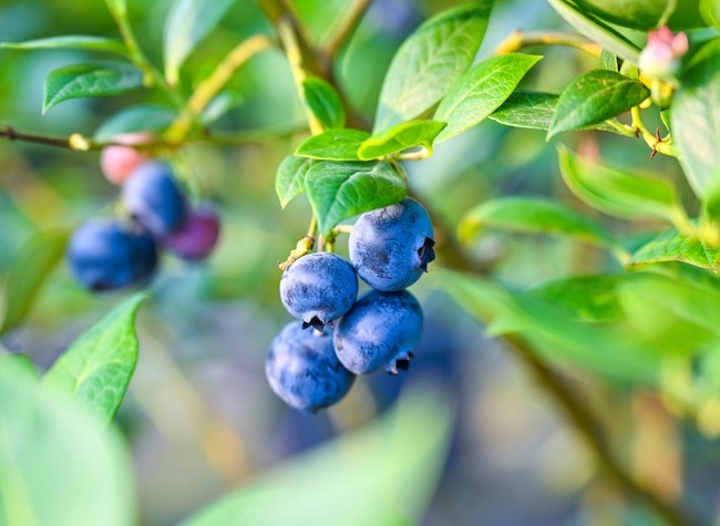Nanchuan Pioneers Large-Scale Blueberry Anthocyanin Extraction, Boosting Blueberry Value by 20 Times