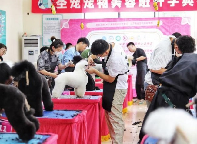 Growing Careers in China's Pet Industry Boom