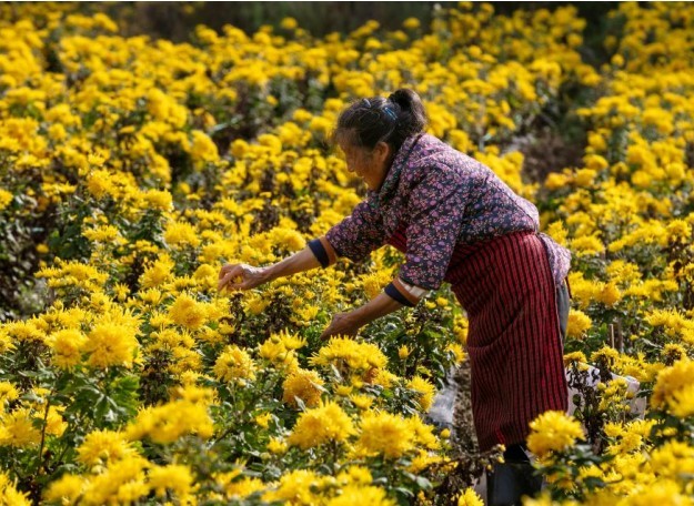 Chongqing's Local Produce Expands Globally