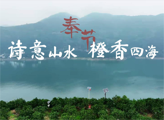 Poetic Landscapes with Fragrant Navel Oranges | Fengjie County