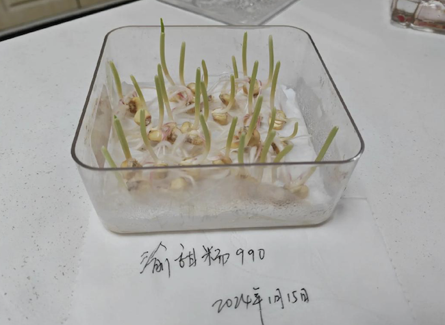 Corn Seed Fetches 1.35 Million Yuan at Auction | Insights