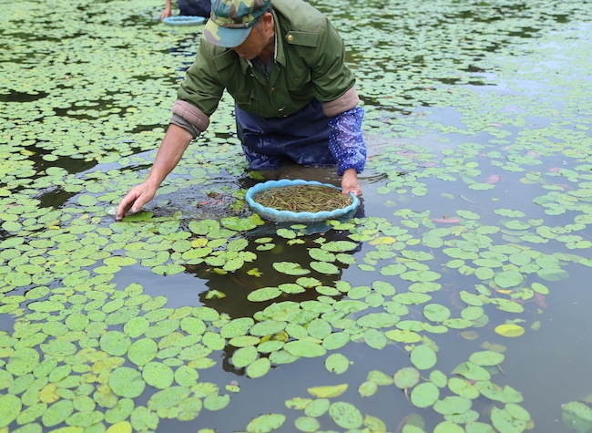 Chongqing Food Corporation Secures $100 Million Deal for Local Specialties Exporting to Japan