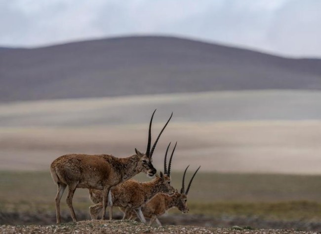 How UNESCO-Listed Hoh Xil Transforms from Poaching Hotspot to Model for Wildlife Protection