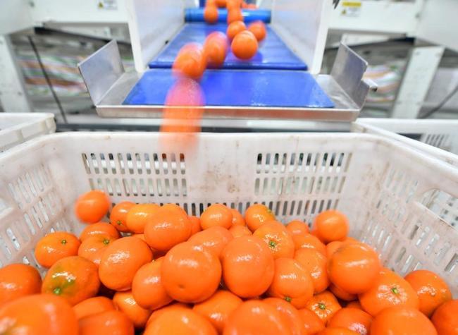 Chongqing Navel Orange Expands Exports to Southeast Asia and Russia, Seeing 20% Sales Growth | Insights