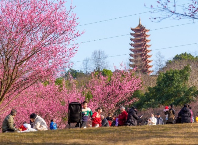 Flower Viewing Tours Set to Unlock Great Economic Potential