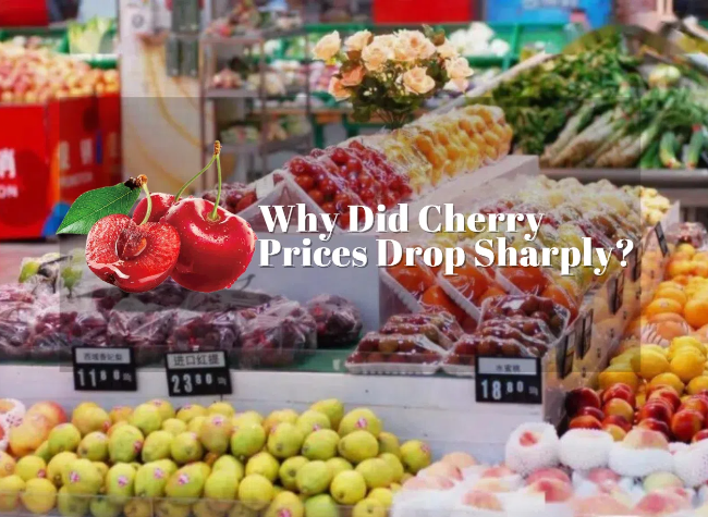 What's Behind Cherry Prices Plunge in China?