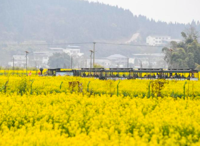 Chongqing Launches Plan to Further Attract Young Talents for Rural Revitalization