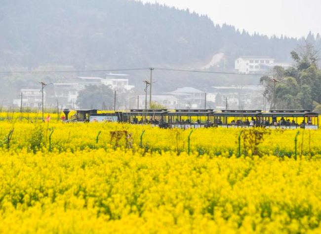Chongqing Launches Plan to Further Attract Young Talents for Rural Revitalization