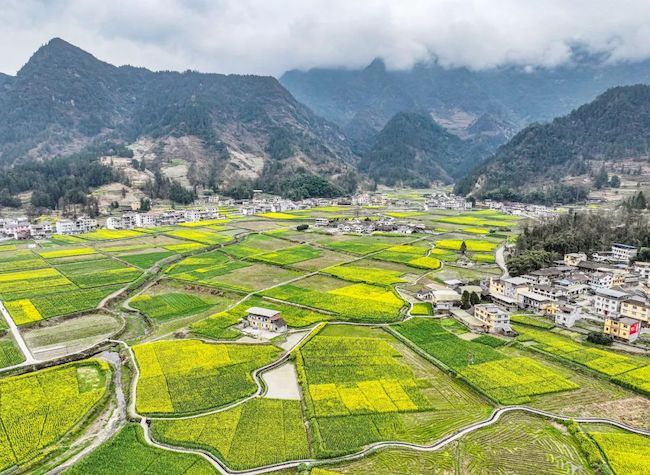 Chongqing's Wushan Plums, Fuling Mustard, Fengjie Oranges Gain Global Fame