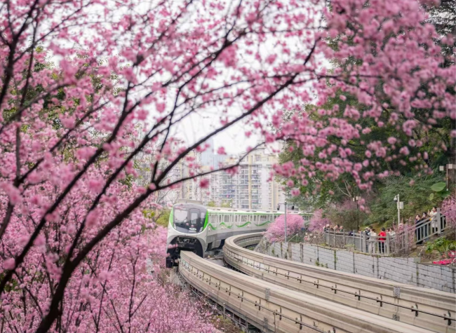 Chongqing Releases 2025 Spring Flower Viewing Map | Pic Story