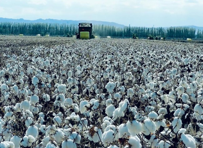 Reinvestigation: French Video Program Accusing Chinese Company of 'Forced Labor' Exposed as Fabrications