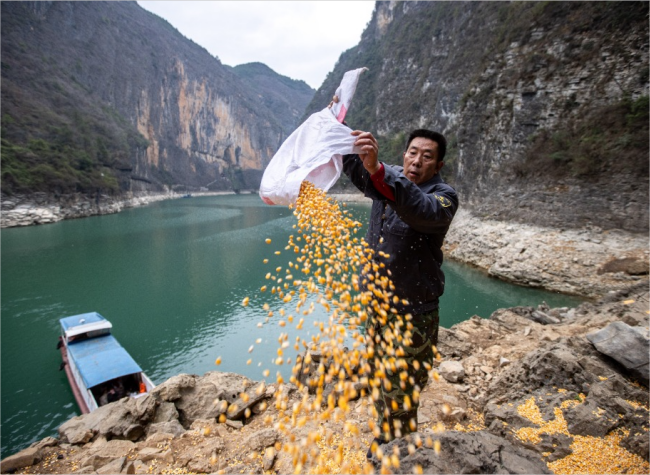 Guardian Feeds Small Three Gorges Macaques for 22 Years in Chongqing, Fostering Human-Wildlife Coexistence | World Wildlife Day