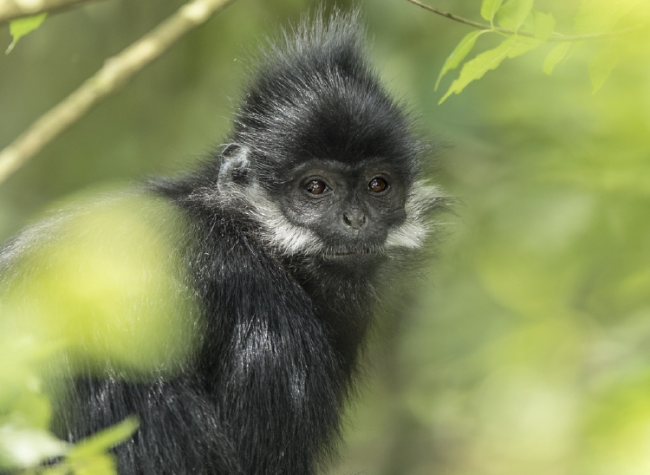 Chongqing Celebrates World Wildlife Day with Remarkable Conservation Achievements