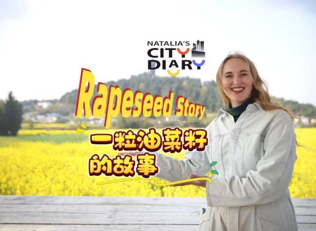 Fields of Gold: Tongnan's Rapeseed Revolution Blossoms into Prosperity | Natalia's City Diary