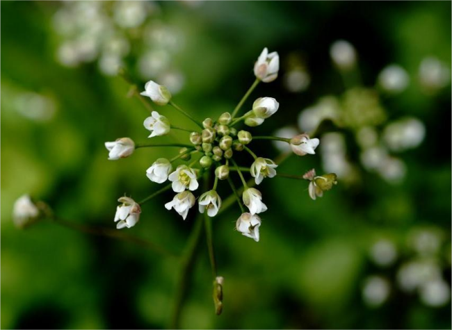 'Wild-Greens Meetups' Take Root Among Chinese Urban Youth