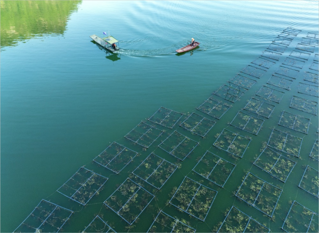 Twelve Years by the River: Safeguarding Rare Yangtze Fish Species | Pic Story