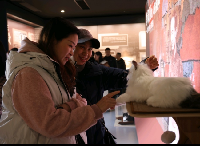 Feline Ambassadors: How Cats Are Breathing New Life into Chongqing's Museums