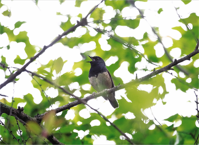 Chongqing Reports First Record of Vulnerable Blackthroat | International Biodiversity Day