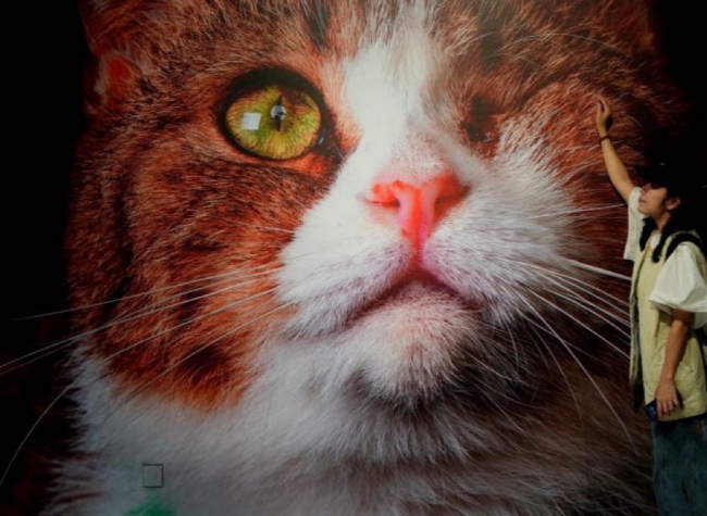 Cartoonist Tango Brings 'Gravity of Cats' AR Art Exhibition to Chongqing