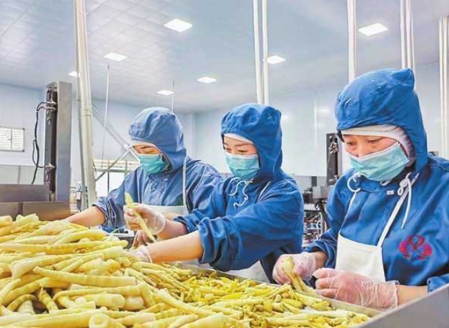 Chongqing's Bamboo Industry Grows Greener and Smarter with Tech and Tourism Boost