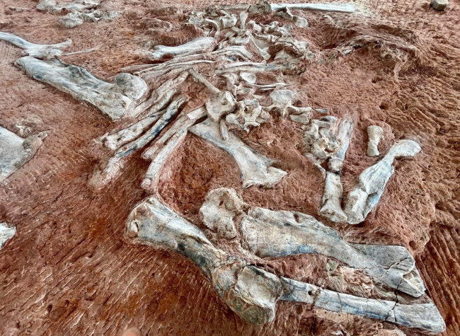 80-Million-Year Dinosaur Unveiled in Chongqing