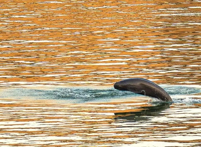 Chongqing Steps Up Yangtze River Fishing Ban Enforcement with New Three-Year Action Plan