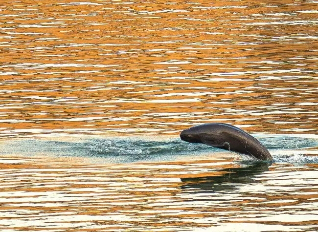 Chongqing Steps Up Yangtze River Fishing Ban Enforcement with New Three-Year Action Plan